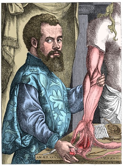 Andreas Vesalius, vlámský anatom ze 16. století od Unbekannt