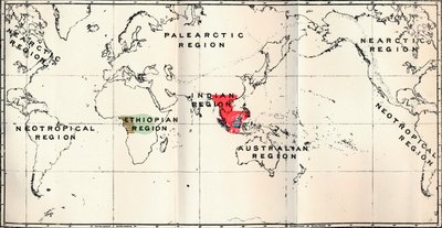Anthropoidea - Hylobates Red, Simia Blue, Gorilla Brown, Anthropopithecus Green, 1897 od Unbekannt