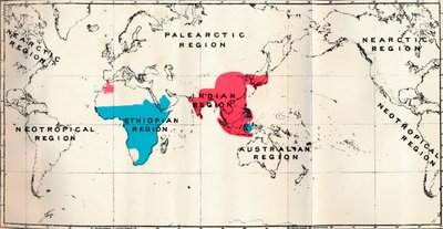 Anthropoidea - VI. Mapa rozšíření různých druhů Blue a Macacus Red, 1897 od Unbekannt