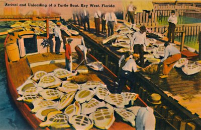 Příjezd a vykládka želví lodi, Key West, Florida, c1940 od Unbekannt