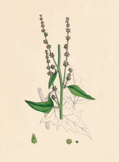 Atriplex Smithii. Smiths Orache, 19. století od Unbekannt
