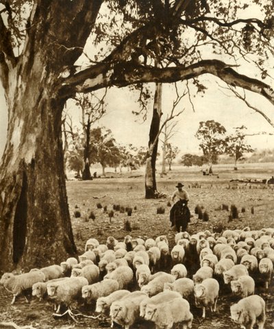 Austrálie - Jezdec s některými svými svěřenci na ovčí stanici ve státě Victoria, c1948. od Unbekannt