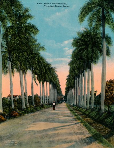 Avenue královských palem, Kuba, c1920 od Unbekannt
