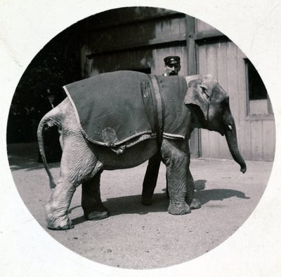 „Slůně v zoo“, verze 1890 od Unbekannt