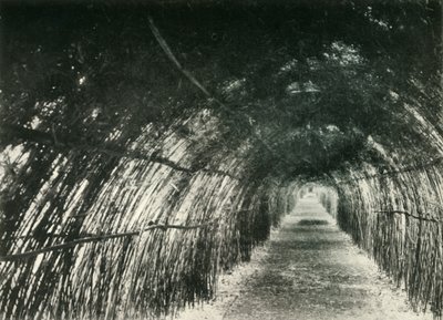 Bamboo Avenue v Barrackpore, 1904, 1925. od Unbekannt