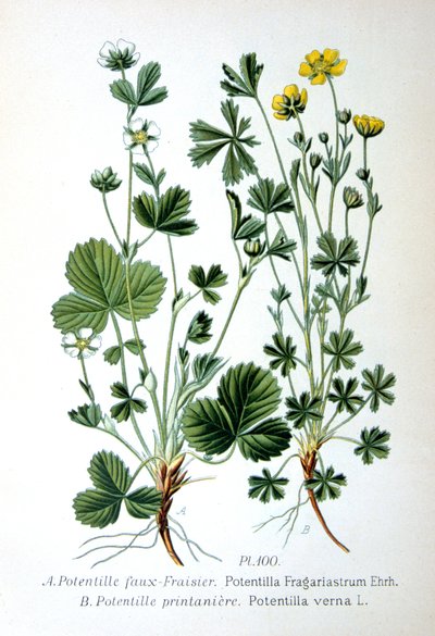 Jahoda neplodná a mochna jarní, 1893 od Unbekannt