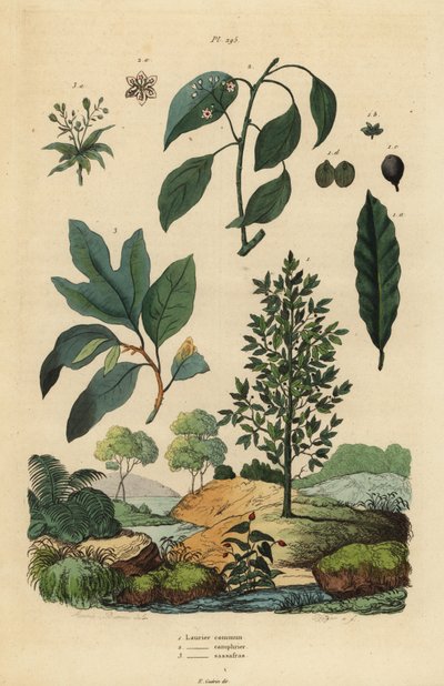 Vavřín, Laurus nobilis 1, kafrovník, Cinnamomum camphora 2 a sassafras, Sassafras albidum 3 od Unbekannt