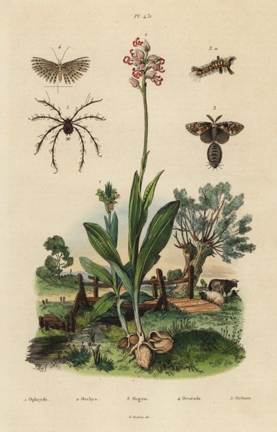 Včelí vstavač, Ophrys apifera 1, vstavač opičí, Orchis simia 2, vstavač rezavý, Orgyia antiqua 3, můra dvacetiplochá, Alucita hexadactyla 4 a roztoč Oribata geniculata 5 od Unbekannt