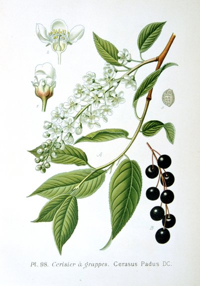 Třešeň ptačí, 1893 od Unbekannt