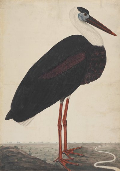 Čáp černý v krajině, ca. 1780. od Unbekannt
