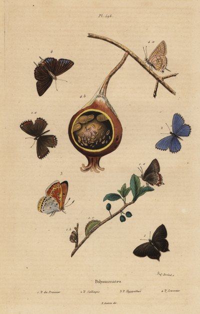 Motýl černý, Satyrium pruni 1, Motýl modrý, Polyommatus icarus 2, měď fialová, Lycaena hippothoe 3, a guava blue, Virachola isocrates 4. Polyommates du prunier, calliopsis, hyppothee, isocrate od Unbekannt