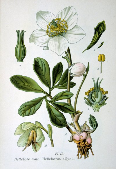 Čemeřice černá, 1893 od Unbekannt