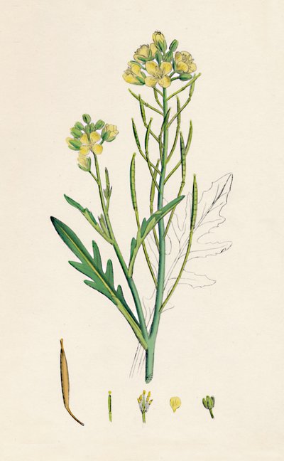 Brassica tenuifolia. Nástěnná raketa, 19. století od Unbekannt