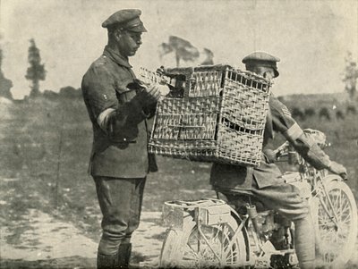 Britští armádní poštovní holubi ve Francii, 1919. od Unbekannt