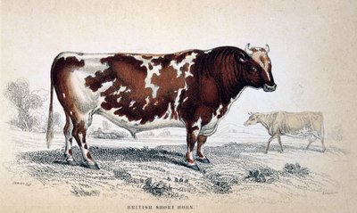 Britský krátký roh, 1839 od Unbekannt