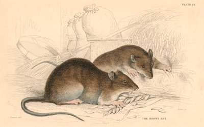 Krysa hnědá Rattus rattus, 1828 od Unbekannt