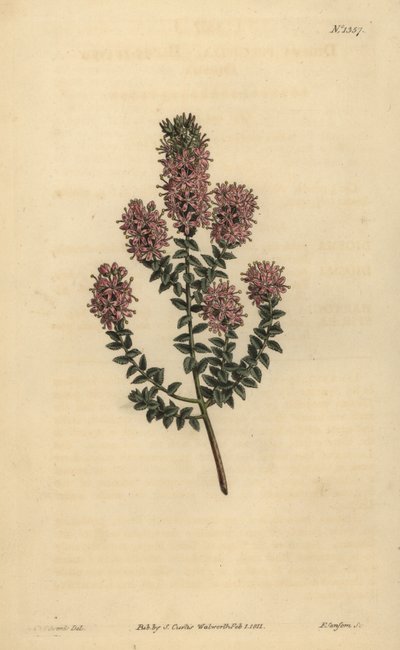 Buchu, Agathosma pulchella (diosma tupolistá, Diosma pulchella) od Unbekannt