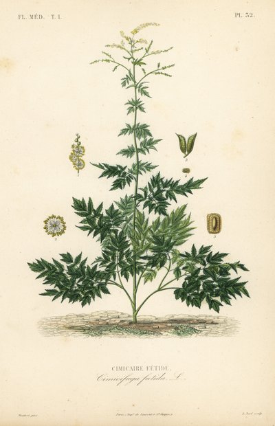 Bugbane nebo cohosh, Actaea cimicifuga, Cimicifuga foetida, Cimicaire fetide od Unbekannt