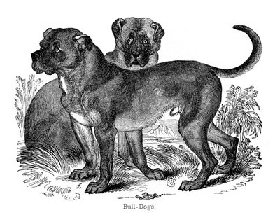 Buldok, 1848 od Unbekannt