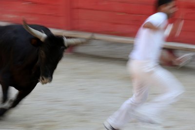 Býčí zápasy (kurz camarguaise). Nekrvavá podívaná (pro býky), ve které je cílem vyrvat růžici z hlavy býka, Vallabregues, Francie od Unbekannt