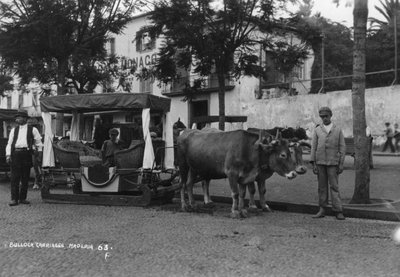 Býčí kočár, Madeira, Portugalsko, 20. až 30. léta 20. století od Unbekannt
