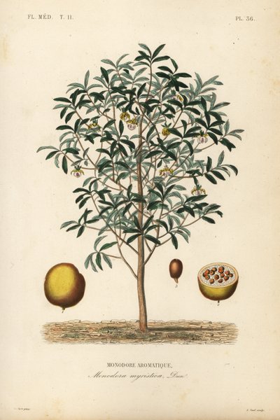 Muškátový oříšek kalabasa, Monodora myristica, Monodore aromatique od Unbekannt