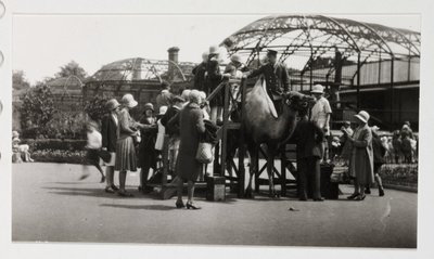 Jízda na velbloudu, c 1930 od Unbekannt