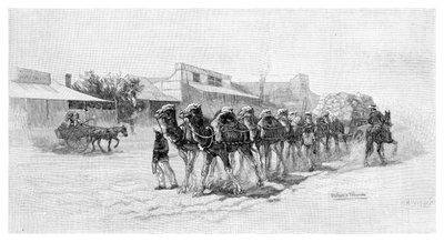 Camel team, Wilcannia, New South Wales, Austrálie, 1886 od Unbekannt