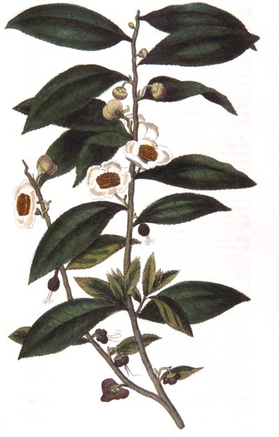 Camellia sinensis - čajovník, 1823 od Unbekannt