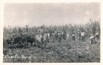 Řezání třtiny, c1930 od Unbekannt