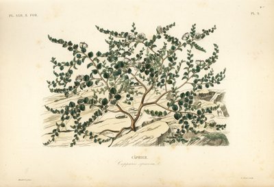 Keř kapary nebo růže Flinders, Capparis spinosa, Caprier od Unbekannt