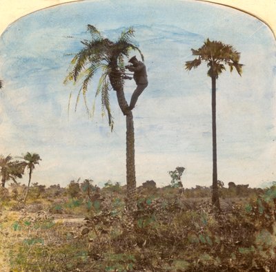 Kapitán Osman střílí ze stromu pomocí popruhů, Indie, 1900 od Unbekannt