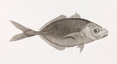 Caranx Lune, zblízka od Unbekannt