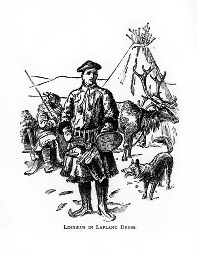 Carolus Linnaeus, švédský botanik, lékař a zoolog 18. století, 20. století od Unbekannt