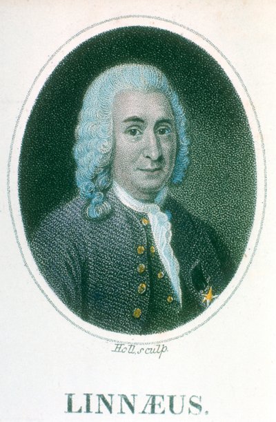 Carolus Linnaeus, švédský přírodovědec 18. století, počátek 19. století od Unbekannt