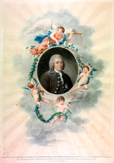 Carolus Linnaeus, švédský přírodovědec a lékař, 1807 od Unbekannt