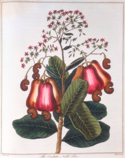 Kešu ořechy - Anacardium occidentale, c1798 od Unbekannt