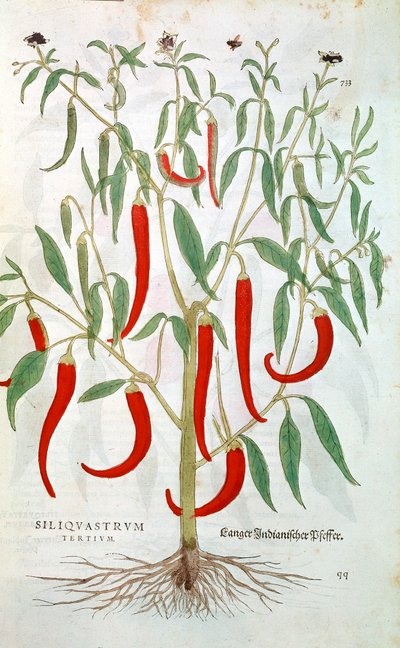 Kajenský pepř rostlina Capsicum, 16. století od Unbekannt