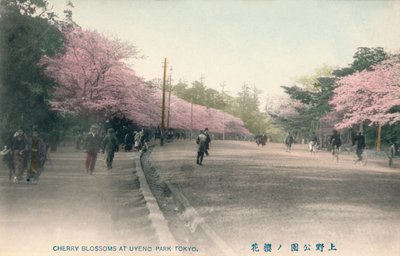 Cherry Blossoms At Uyeno Park Tokyo, c1910 od Unbekannt