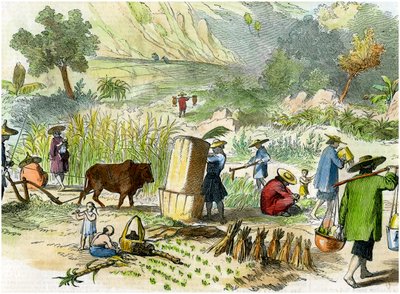 Čínská sklizeň, Hong Kong, c1875 od Unbekannt