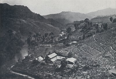 Čajová plantáž Cingalese, 1924 od Unbekannt
