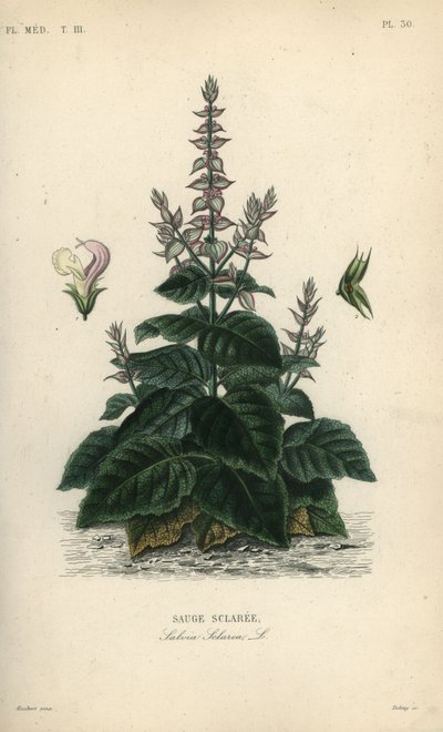 Šalvěj muškátová, Salvia sclarea, Sauge sclaree od Unbekannt