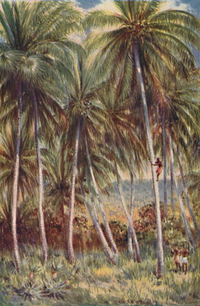 Kokosové palmy v severním Queenslandu, 1923. od Unbekannt