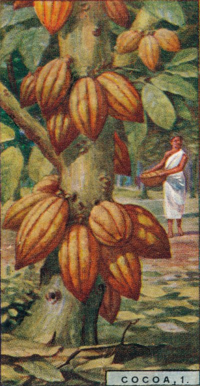 Kakao, 1. - Kakaovník, Trinidad, 1928 od Unbekannt