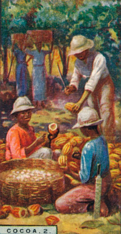 Kakao, 2. - Opening the Pods, Trinidad, 1928 od Unbekannt