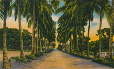 Coconut Avenue, Barranquilla, 1940, od Unbekannt