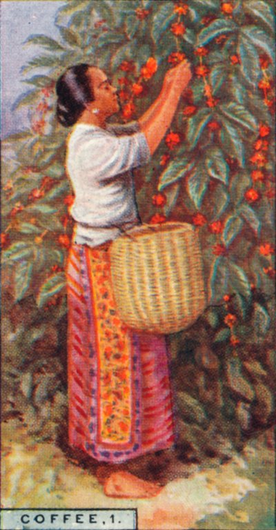 Káva, 1. - Gathering the Berries, Východní Indie, 1928 od Unbekannt