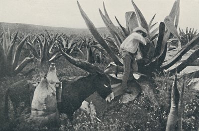 Sbírání medové vody z Maguey, 1916 od Unbekannt