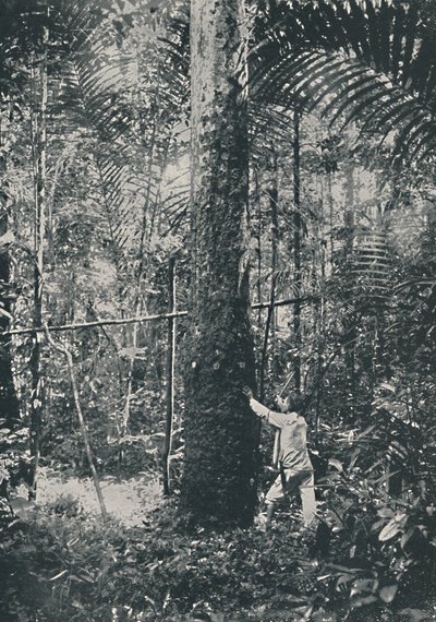 Sběratelství kaučuku, 1916 od Unbekannt