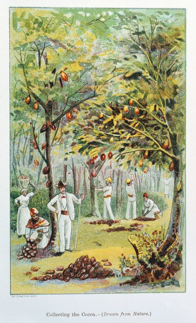 Sběr kakaa, Venezuela, 1892 od Unbekannt